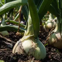 Reife Zwiebeln im Boden, bereit zur Ernte. Wann winterzwiebeln ernten? Wenn die Blätter beginnen zu welken.