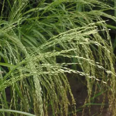 Zarte Ähren von Teff-Gras wiegen sich im Wind.