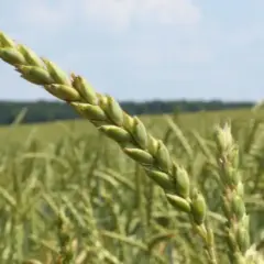 Nahaufnahme einer grünen Dinkelähre vor einem Feld. Die Ähre verspricht guten Dinkel Ertrag pro ha.