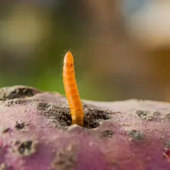 Ein orangefarbener Drahtwurm ragt aus einem Loch in einer erdigen Kartoffel.
