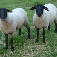 Zwei Schafe mit schwarzen Köpfen und Beinen stehen auf einer grünen Wiese. Sie warten geduldig auf ihre Behandlung zur **Schafsentwurmung**.