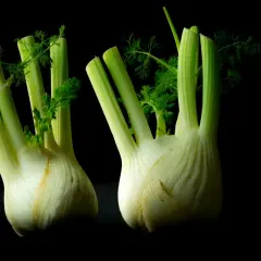 Zwei frische Knollenfenchel mit grünen Wedeln auf schwarzem Hintergrund. Perfekt, um Knollenfenchel anzubauen und zu genießen.
