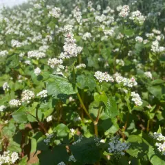 Ein Feld mit blühendem Buchweizen. Die kleinen weißen Blüten und grünen Blätter sind dicht beieinander.