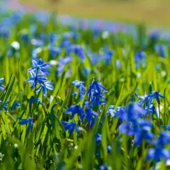 Ein Feld voller blauer Scilla-Pflanzen im Sonnenschein. Die zarten Blüten bilden einen Teppich aus Farbe im grünen Gras.