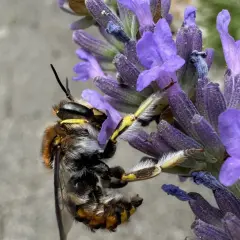 Eine Biene sammelt Nektar von blühendem Lavendel. Wann treibt Lavendel aus? Im Frühsommer, wenn die Bienen aktiv sind.