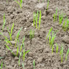 Junge grüne Triebe sprießen aus feuchter Erde. Die Aussaat von Winterweizen beginnt, ein Zeichen für den nahenden Herbst.
