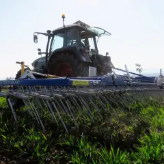 Traktor mit einer Egge im Einsatz, um das Getreide zu hacken und Unkraut zu entfernen.