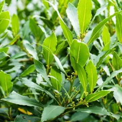 Grüne Lorbeerblätter mit kleinen Knospen. Die Lorbeer pflege ist einfach, diese Pflanze ist robust und pflegeleicht.