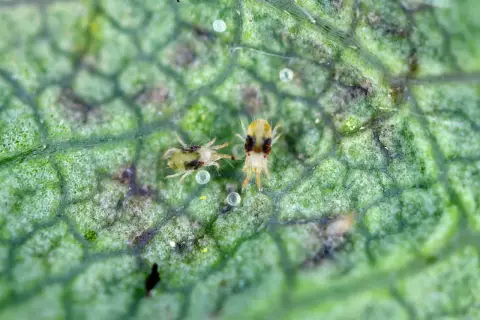 Zwei winzige Apfelbaum-Spinnmilben auf einem grünen Blatt, umgeben von ihren Eiern und feinen Gespinsten.