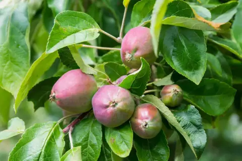 Junge Äpfel am Baum, die auf den Einsatz von Spritzmittel gegen Apfelwickler warten, um vor Schädlingen geschützt zu werden.