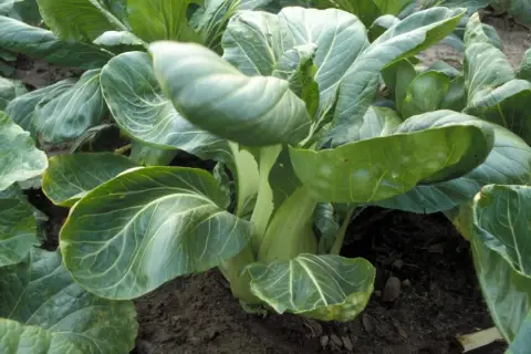 Frisch gewachsener Pak Choi im Beet. Die grünen Blätter und hellen Stiele zeigen, wie gut der Pak Choi angebaut wird.