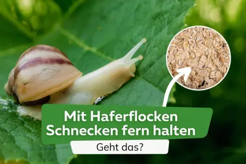 Schnecken auf einem Blatt, daneben ein Kreis mit Haferflocken. Text: "Mit Haferflocken Schnecken fern halten. Geht das?