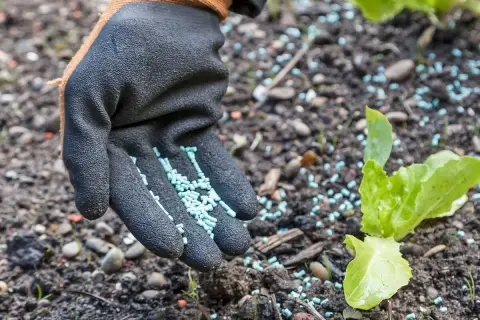 Gärtner streut Schneckenkorn um junge Salatpflanzen. So wirkt Schneckenkorn: Es schützt die zarten Blätter vor gefräßigen Schnecken.