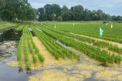 Reisfelder in Deutschland: Grüne Sprossen wachsen in sorgfältig angelegten Reihen, umgeben von Wasser und gelben Algen.