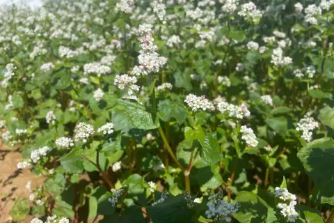 Ein Feld mit blühendem Buchweizen. Die kleinen weißen Blüten und grünen Blätter sind dicht beieinander.