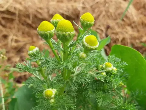 Strahlenlose Kamille - Ihr Boden-Detektiv im Garten?