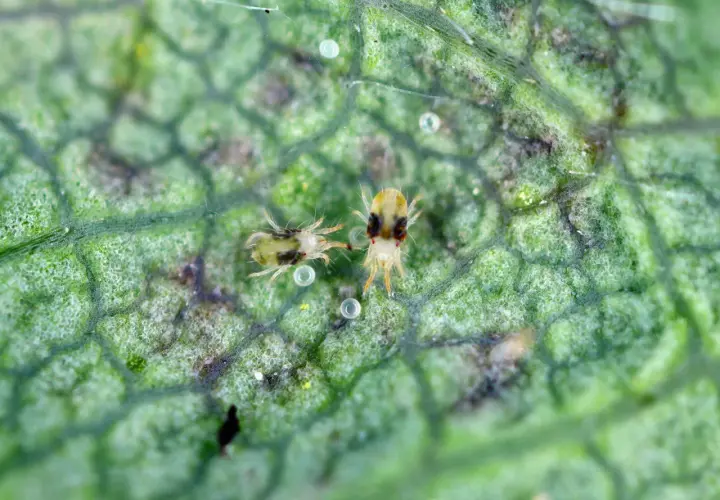 Zwei winzige Apfelbaum-Spinnmilben auf einem grünen Blatt, umgeben von ihren Eiern und feinen Gespinsten.