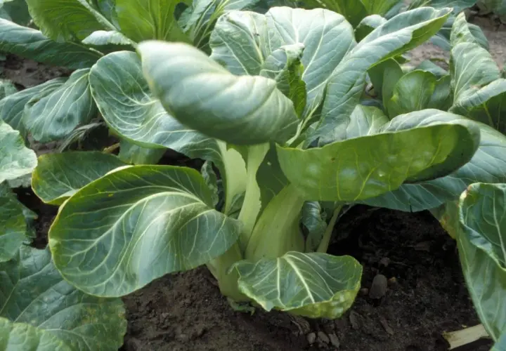 Frisch gewachsener Pak Choi im Beet. Die grünen Blätter und hellen Stiele zeigen, wie gut der Pak Choi angebaut wird.