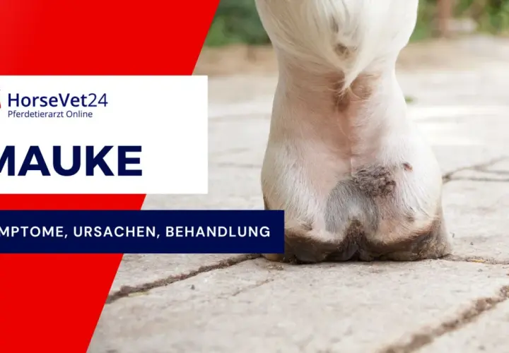 Nahaufnahme eines Pferdebeins mit Anzeichen von Mauke. Informationen zu Symptomen, Ursachen und Behandlung der Mauke bei Pferden.