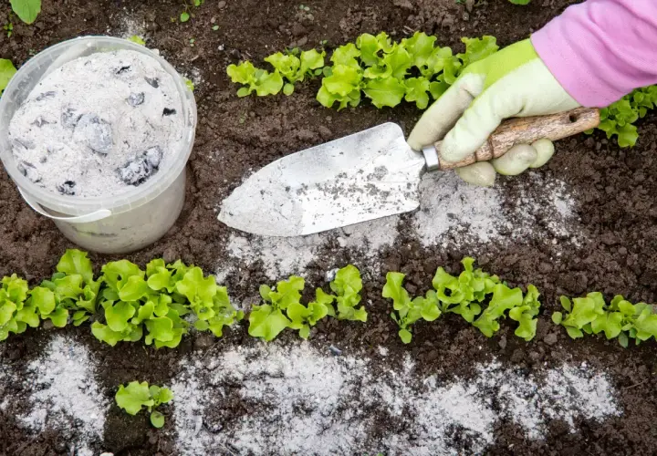 Gartenarbeit mit Asche im Garten: Eine Hand in einem grünen Handschuh hält eine kleine Schaufel, die mit Asche bedeckt ist. Daneben steht ein Eimer voller Asche. Junge Salatpflanzen wachsen im Boden.
