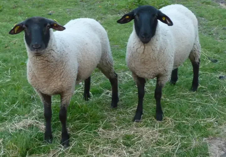 Zwei Schafe mit schwarzen Köpfen und Beinen stehen auf einer grünen Wiese. Sie warten geduldig auf ihre Behandlung zur **Schafsentwurmung**.
