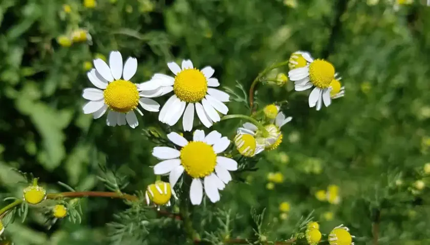 Wilde Kamille blüht mit ihren charakteristischen weißen Blütenblättern und gelben Zentren auf einem grünen Hintergrund.