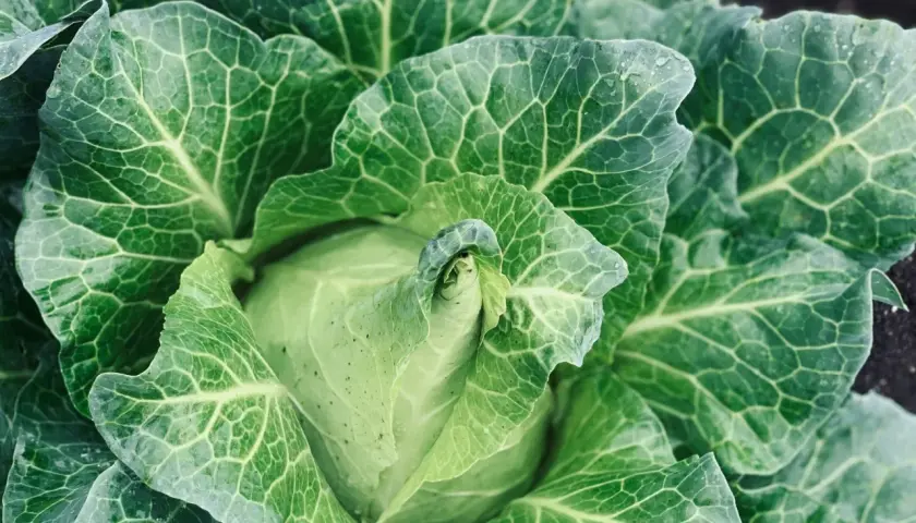 Nahaufnahme eines grünen Spitzkohls im Garten. Die Blätter sind groß, wellig und von feinen Adern durchzogen. So sieht spitzkohl aus.