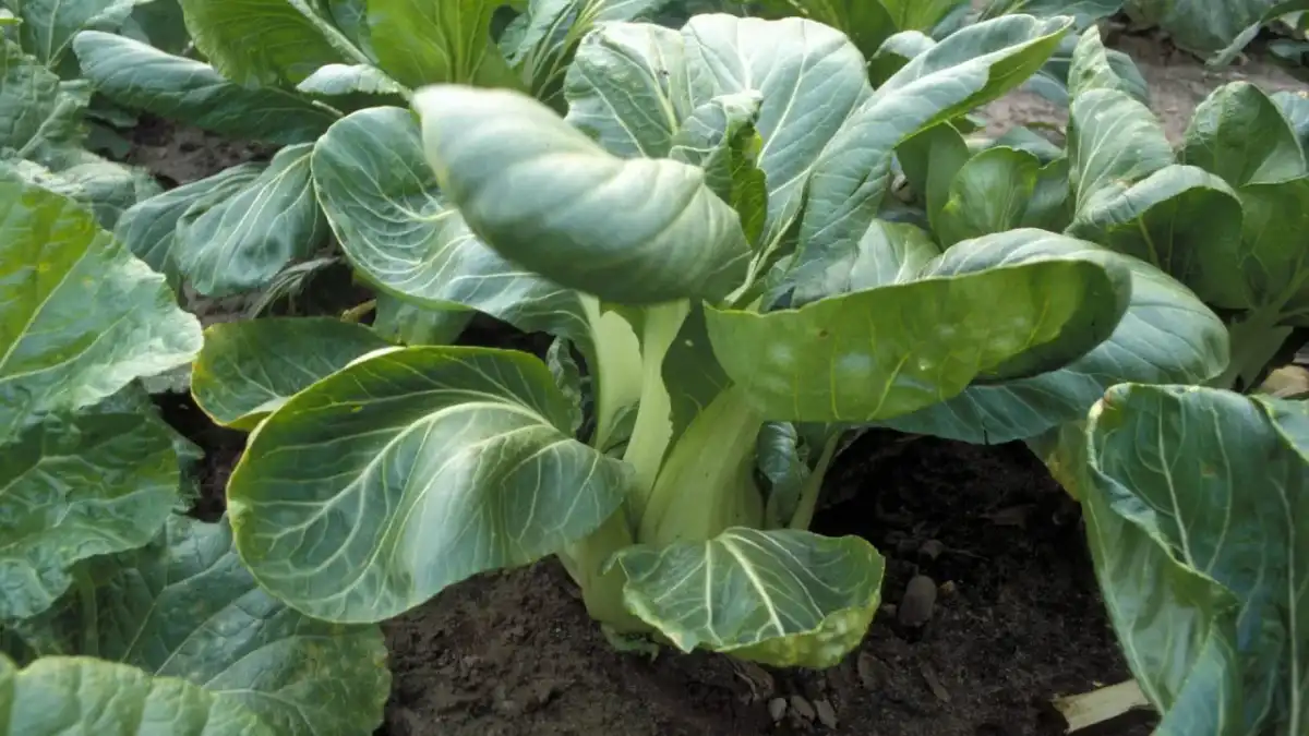 Pak Choi anbauen - So gelingt die Ernte im Beet & Kübel!