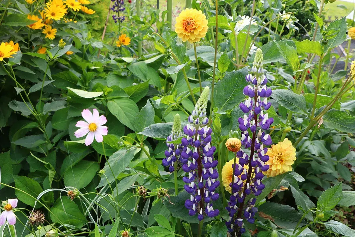 Ein blühendes Beet mit hohen, violetten Lupinen, die sich neben gelben Dahlien und zarten rosa Blüten im Sonnenlicht präsentieren. Ein schöner Anblick, wenn man Lupinen anbauen möchte.