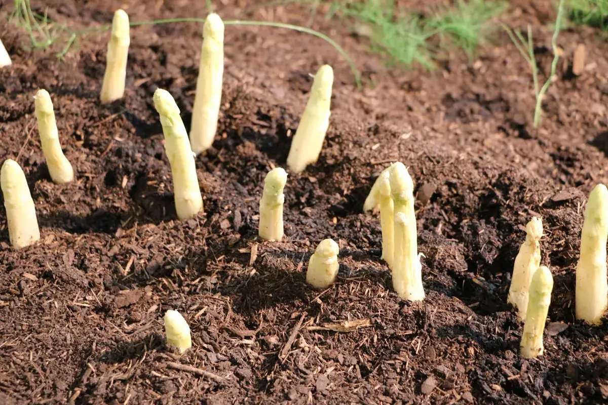 Frisch gestochener weißer Spargel ragt aus dunkler Erde auf einem Spargelfeld.