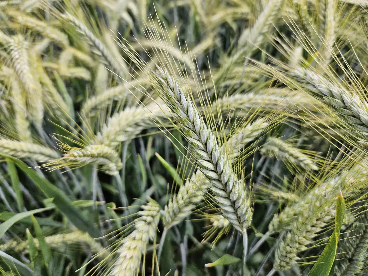 Nahaufnahme von Triticale-Sorten im Feld. Die Ähren sind noch grün und tragen lange Grannen.