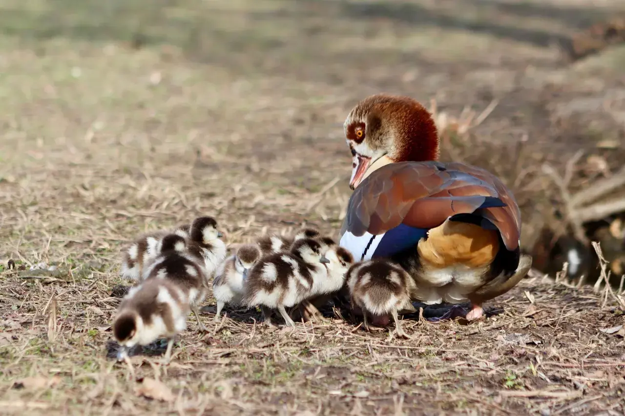 Ägyptische Gans mit Küken in Bayern. Die Nilgans-Jagdzeit ist vorbei, nun genießt die Familie die Frühlingssonne.