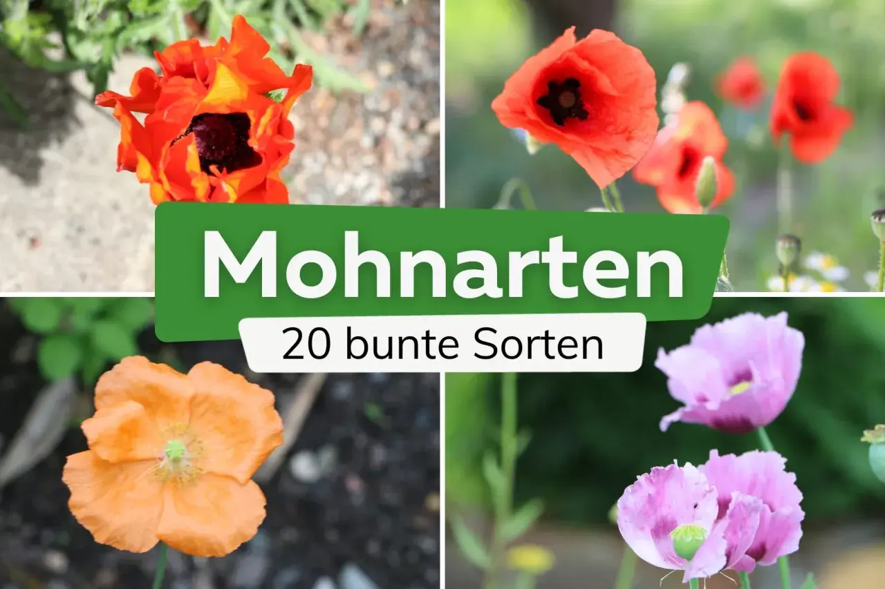 Vier Mohnarten in leuchtenden Farben: Orange, Rot und Rosa. Die Blüten zeigen ihre Vielfalt in voller Pracht.