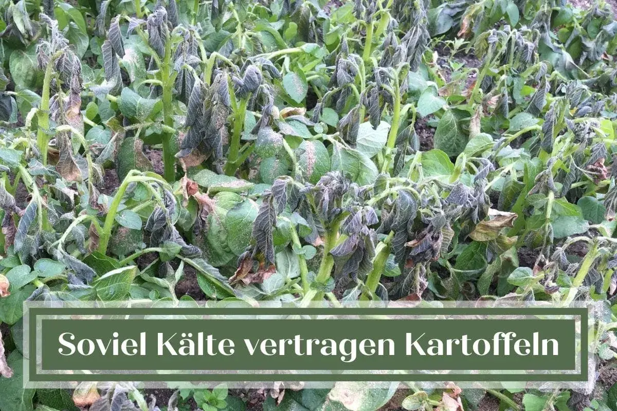 Kartoffelpflanzen mit gefrorenen Blättern, die vom Frost gezeichnet sind. Die Kälte hat den Kartoffeln zugesetzt.