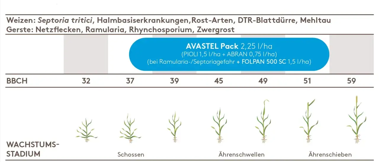 Weizen: Bekämpfung von Septoria tritici und anderen Krankheiten. Wachstumstadien von Schossen bis Ährenschieben.