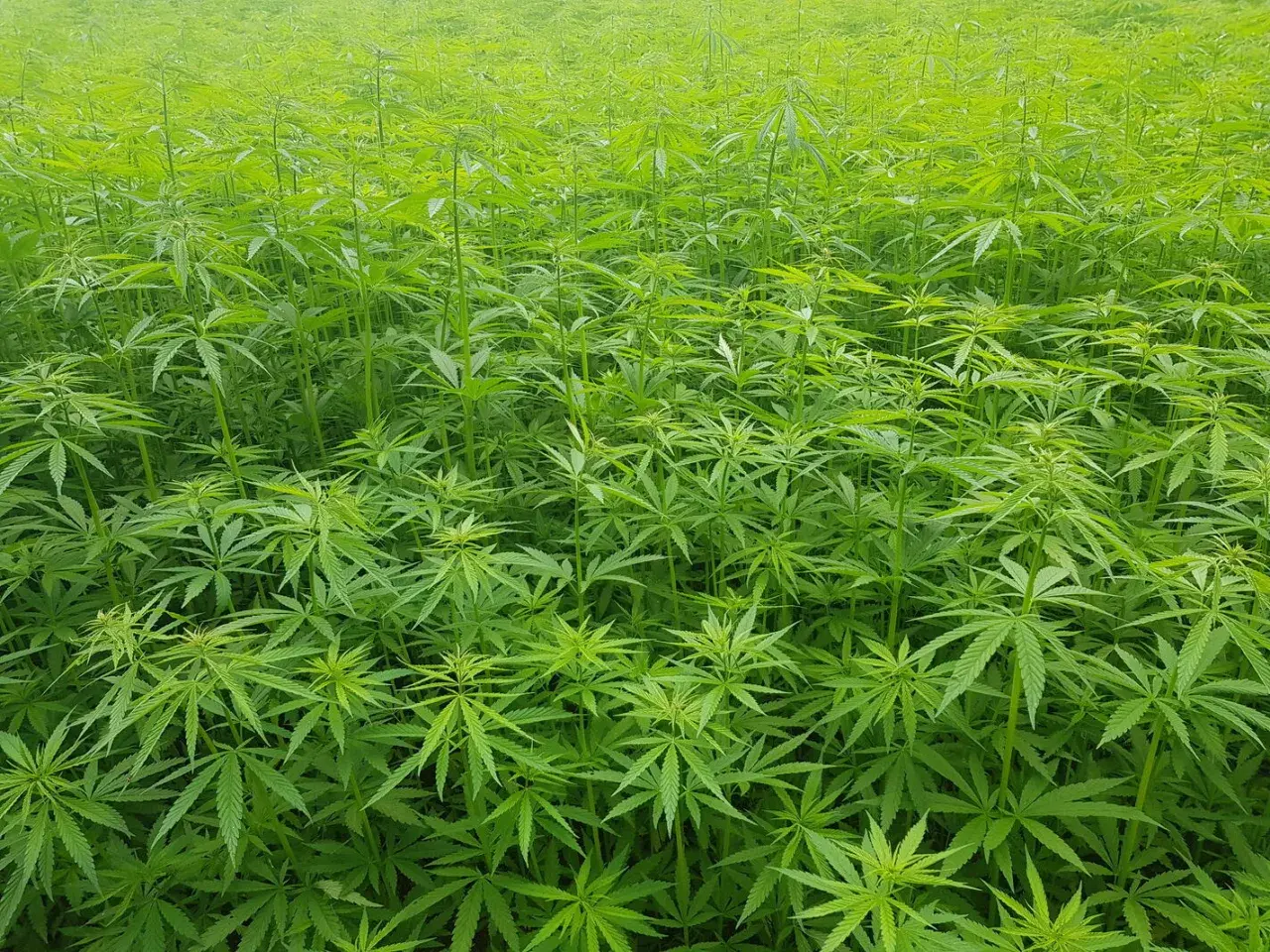 Ein weites Feld mit dicht stehendem, grünem Nutzhanf. Der Nutzhanfpreis pro Tonne ist ein wichtiger Faktor für Landwirte.