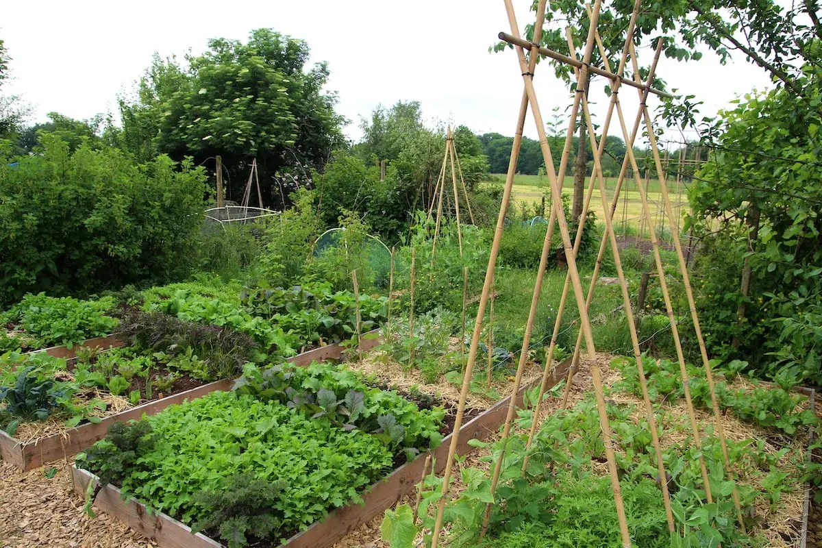 Üppiger bio garten mit Hochbeeten voller Salat, Grünkohl und Bohnen, gestützt von Bambusgestellen.