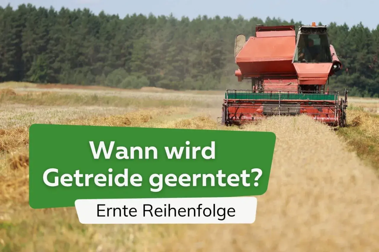 Ein Mähdrescher erntet Getreide auf einem Feld. Die Frage "Wann wird Getreide geerntet?" wird gestellt, mit dem Zusatz "Ernte Reihenfolge".