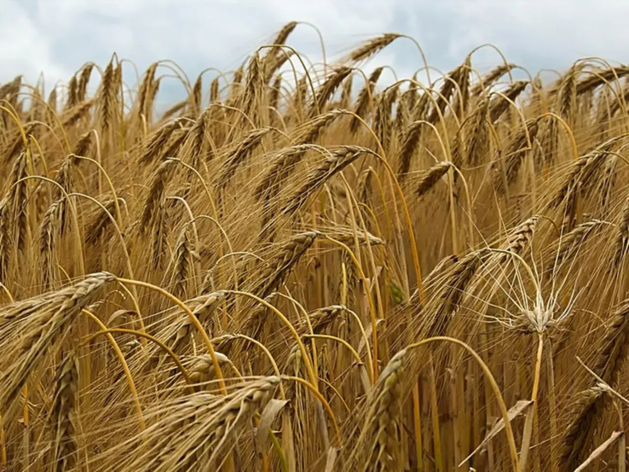 Ein Feld voller reifer Gerste, die Ähren sind goldbraun und hängen leicht. So sieht Gerste aus, bereit zur Ernte.