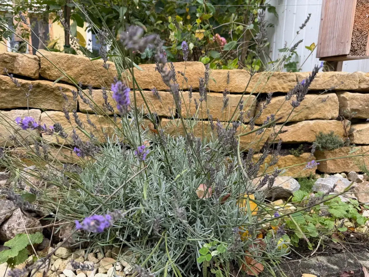 Lavendel schneiden im Garten. Die lila Blüten und graugrünen Blätter der Pflanze sind vor einer Steinmauer zu sehen.