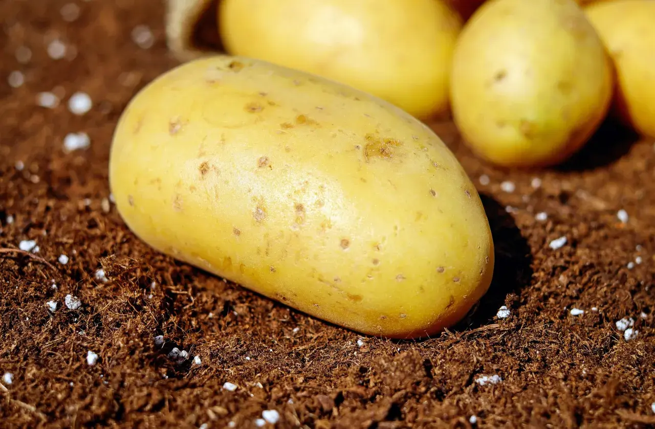 Frische, gelbe Kartoffeln liegen auf dunkler Erde. Sie sind bereit für die Aussaat, vielleicht mit Kalkstickstoff gedüngt für ein gesundes Wachstum.