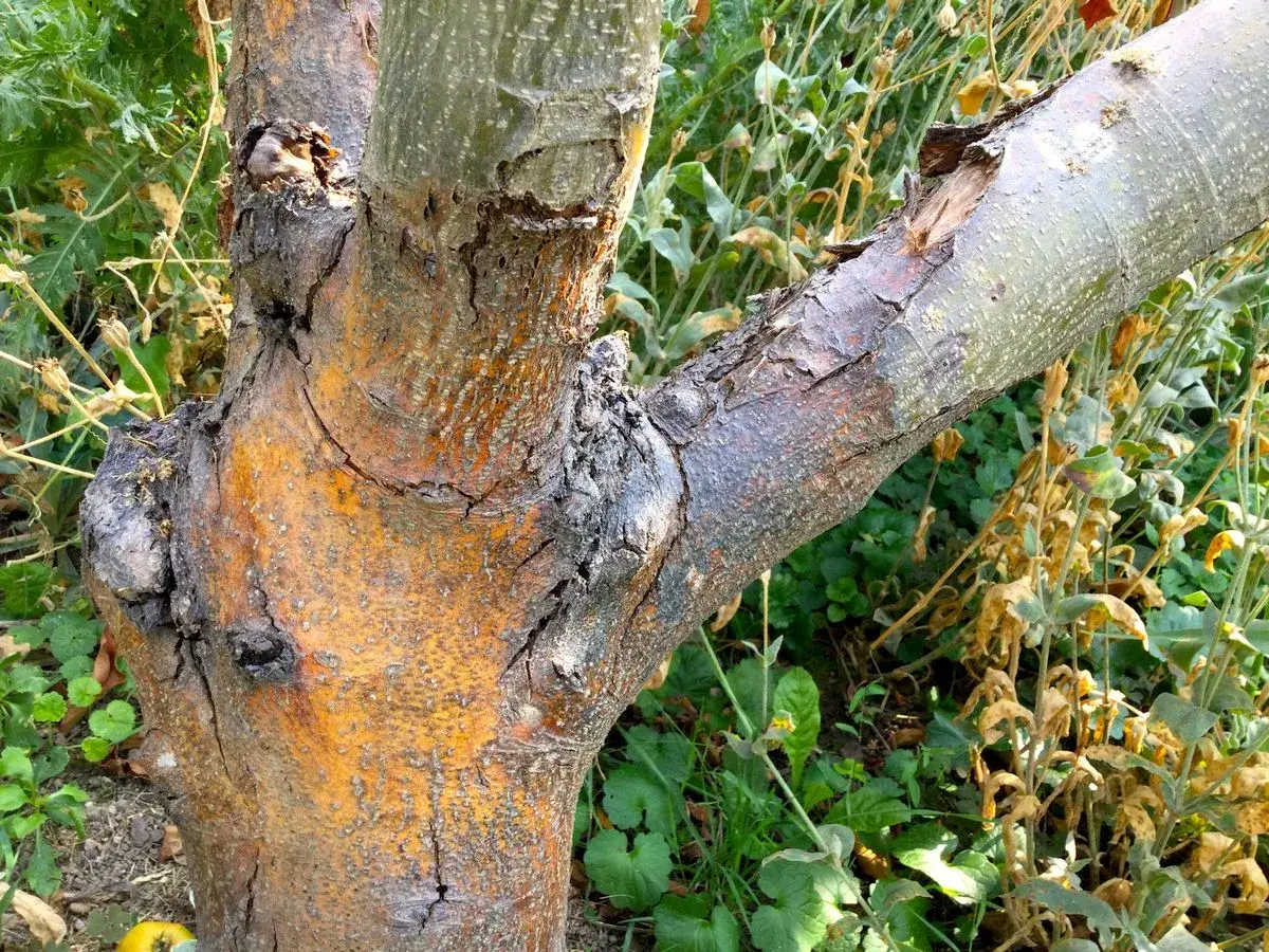 Ein alter Apfelbaum mit einem Pilz am Stamm. Die Rinde ist rissig und orange-braun, ein Ast ist abgebrochen.