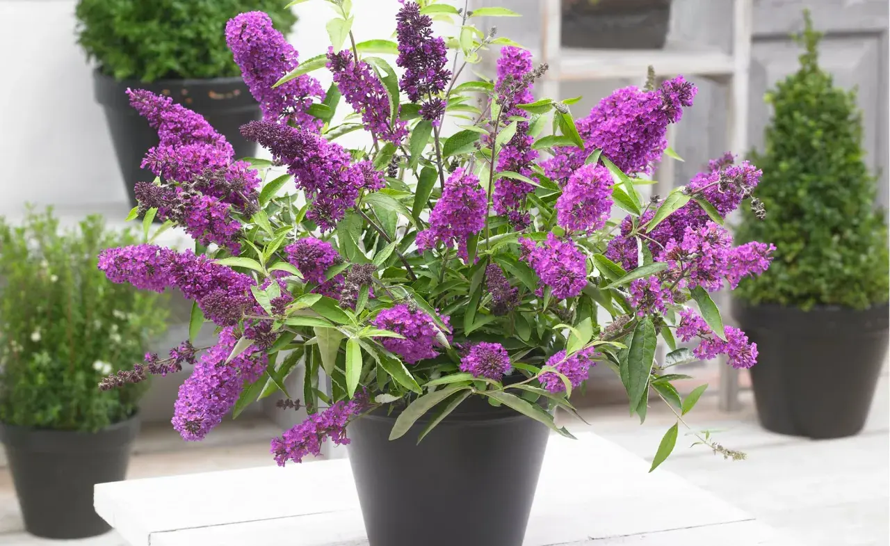 Ein üppiger Strauß lila Sommerflieder in einem schwarzen Topf. Trotz des Verbots zieht diese Pflanze Schmetterlinge an.