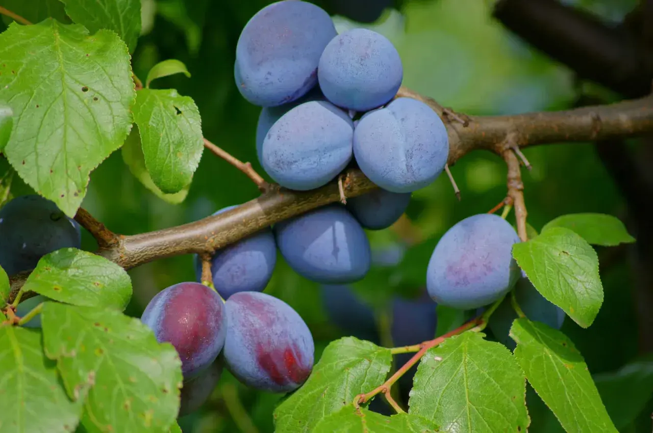 Reife Zwetschgen hängen an einem Ast. Verschiedene Zwetschgen sorten zeigen ihre blauen und rötlichen Farben.
