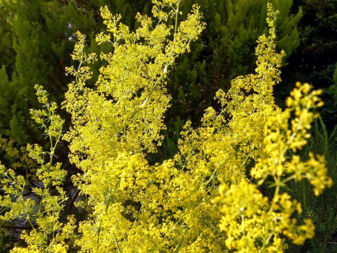 Ein Meer aus winzigen gelben Blüten, das gelbes Labkraut, wie ein leuchtender Teppich im grünen Garten.