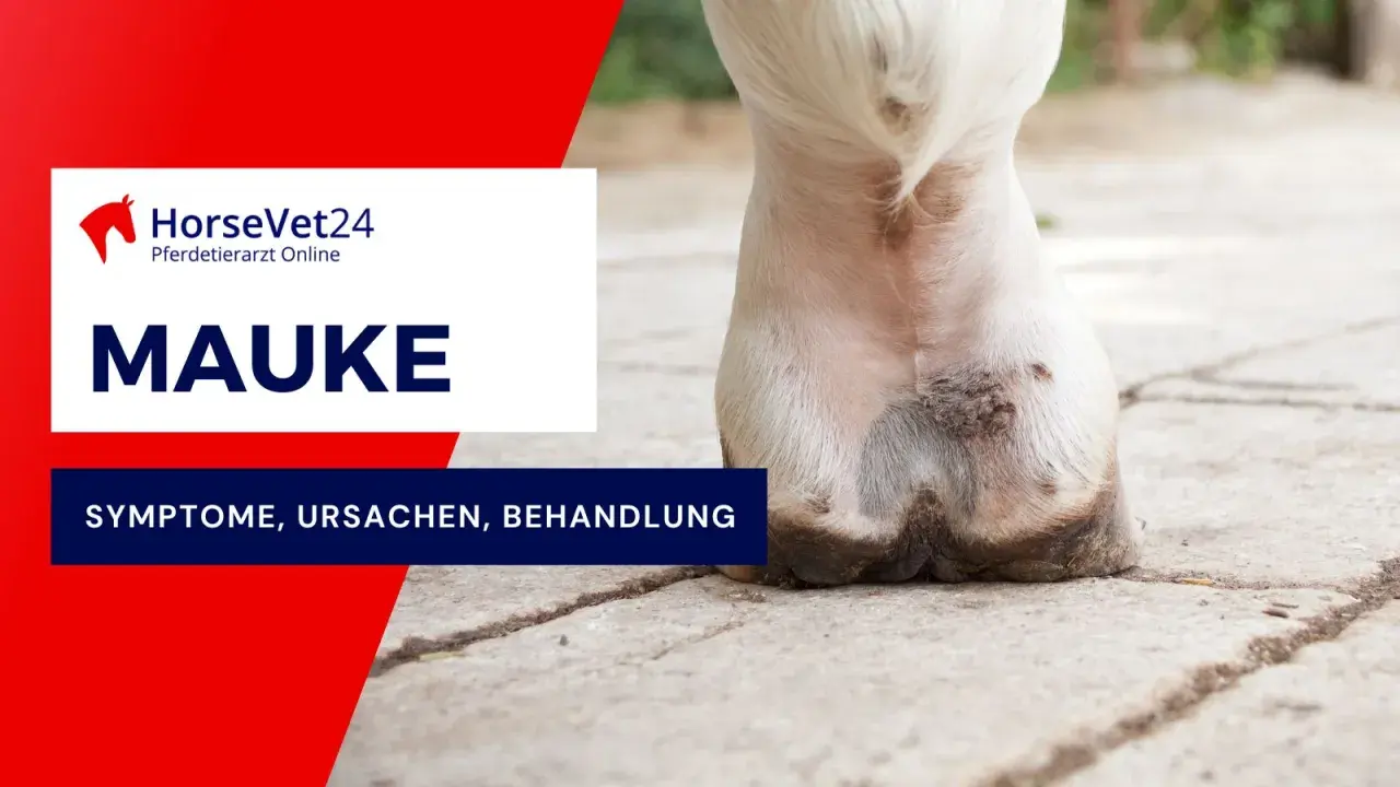 Nahaufnahme eines Pferdebeins mit Anzeichen von Mauke. Informationen zu Symptomen, Ursachen und Behandlung der Mauke bei Pferden.