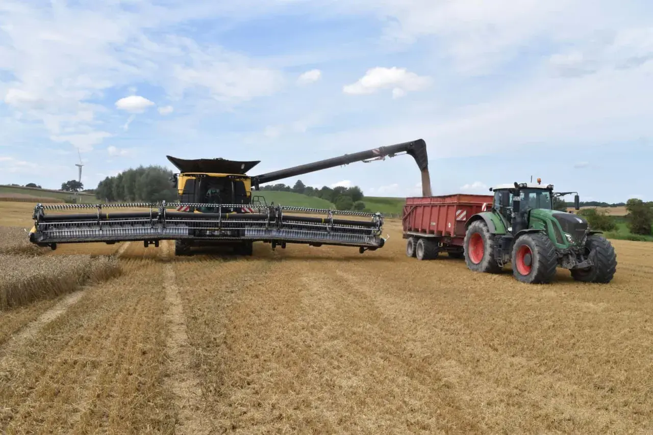 Mähdrescher erntet Raps auf einem Feld.