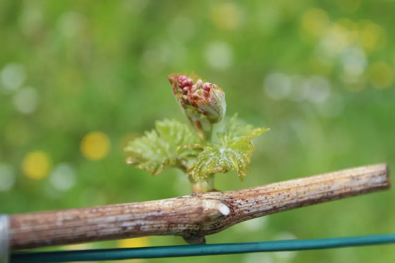 Junge Weinrebe mit Triebspitze und Blättern. Kleine rote Knospen deuten auf eine mögliche Schwarzfleckenkrankheit der Weinrebe hin.