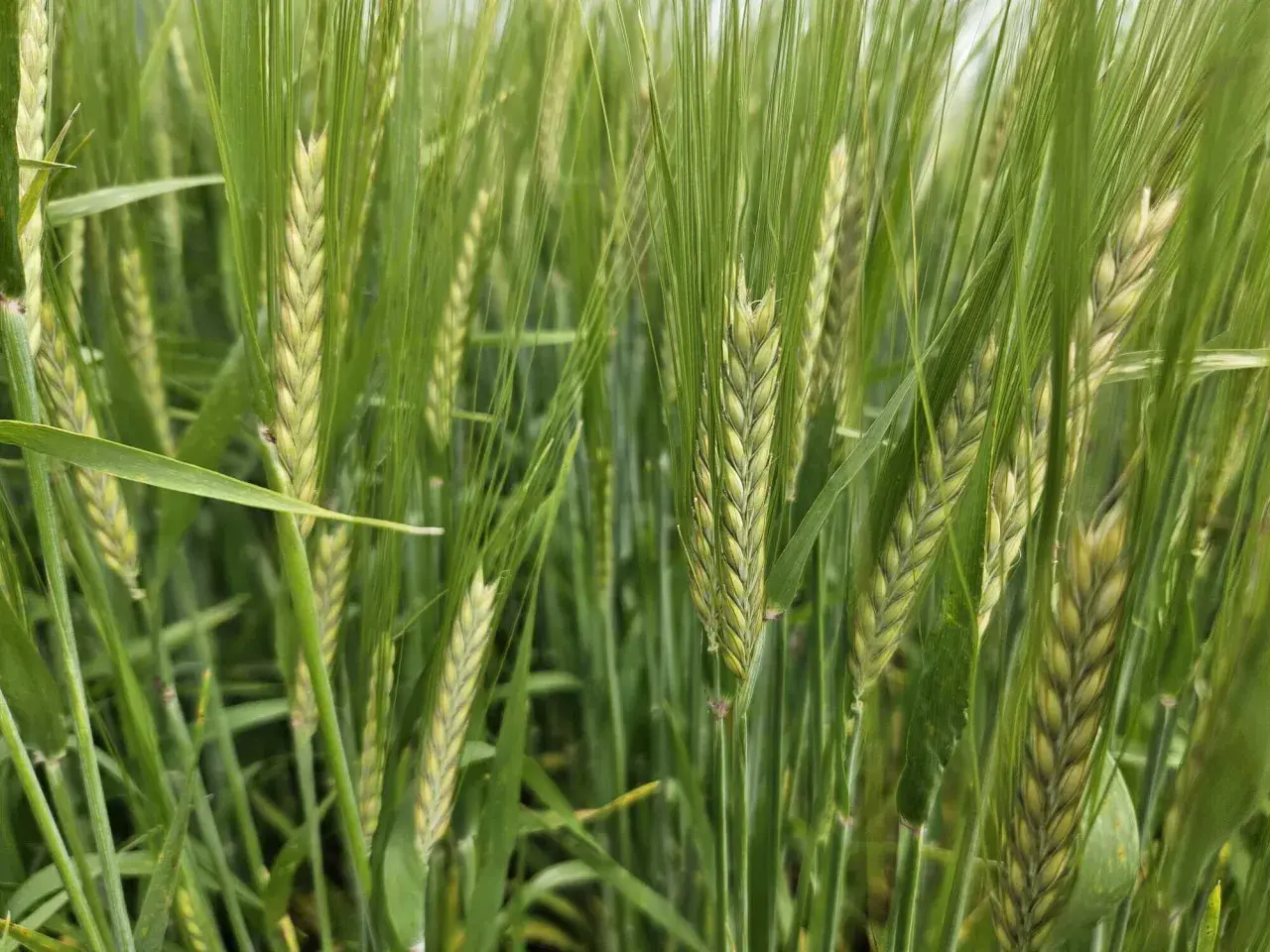 Nahaufnahme von grünen Gerstenähren, die auf einem Feld wachsen. Verschiedene winterbraugerste sorten sind hier zu sehen, bereit für die Ernte.