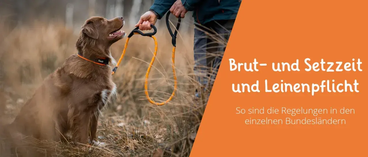 Brauner Hund wartet auf Kommando. Text: Brut- und Setzzeit und Leinenpflicht NRW.